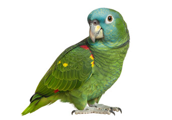 Obraz premium A vibrant parrot, showcasing a rich array of green, blue, and red plumage, set against a stark black backdrop.