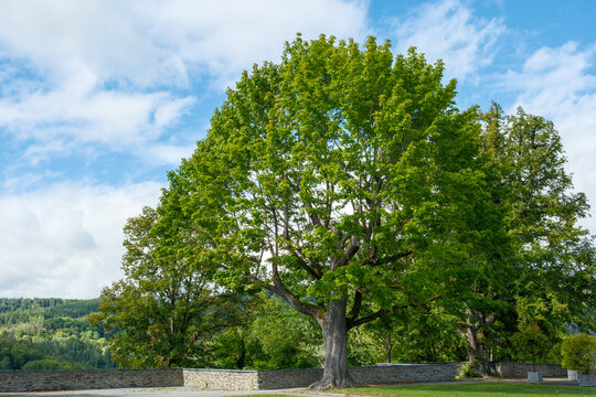 Acer platanoides Spitzahorn Habitus