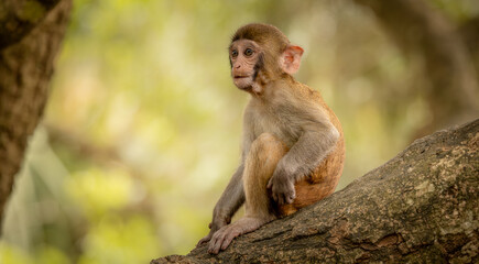 Macaques in nature. Macaques constitute a genus (Macaca) of gregarious monkeys.