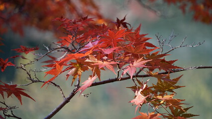 Vivid Maple Leaves in Japanese Fall