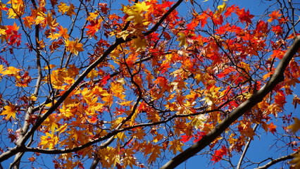 Vivid Maple Leaves in Japanese Fall