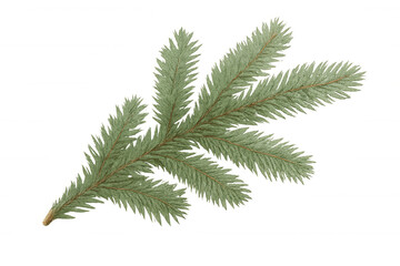 Fototapeta premium Conifer tree branch with green needles for holiday season and christmas celebration design, transparent background
