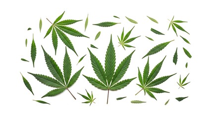 Naklejka premium Cannabis Leaves Pattern on White Background - A Natural and Medicinal Theme.