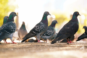 Group of city pigeons columba livia standing on urban ground in sunny daylight