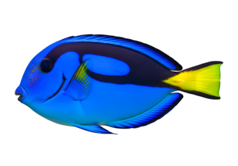 Vivid close-up of a striking blue fish with black and yellow accents, displayed against a pure black backdrop.