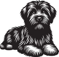 Briard Dog in Black and White – Elegant French Herding Breed Photography