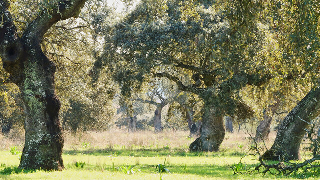 old knotty stone oaks in spanish dehesa 276
