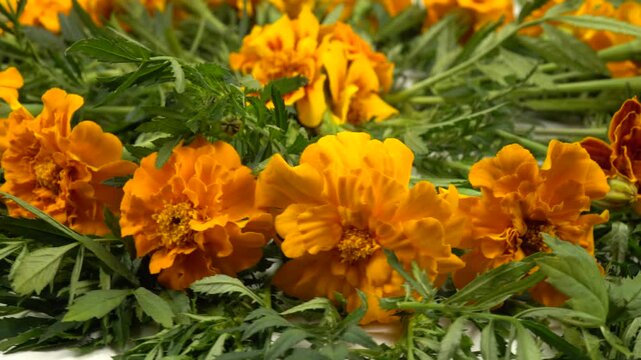 Floral arrangement with orange tagetes patula  French marigolds sort Safari Mix is on a dark wooden table, side view, rotation