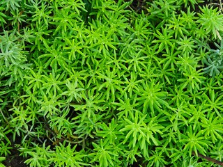 Sedum lineare plant, growing in the garden.