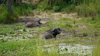 Afrikanischer Büffel im Schlamm mit Vögeln auf dem Rücken