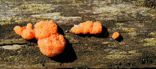 Red Raspberry Slime mold Tubifera ferruginosa, more orange in colour in the bright sunlight located on a dead log in a Scottish Forest.