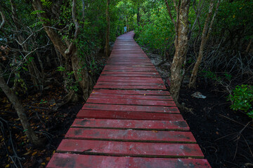 Obraz premium Wooden bridge in tropical mangrove forest walkway