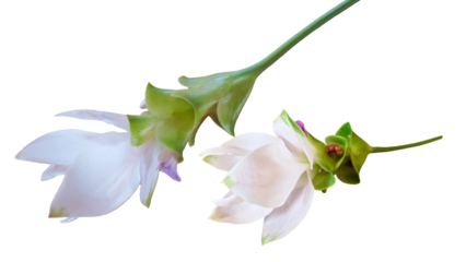 Champaka Fragrant aroma on Transparent background.