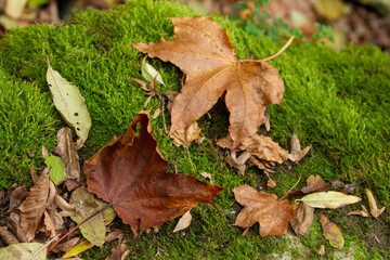 A vibrant, close-up shot of colorful autumn leaves scattered on a mossy, textured rock, showcasing the rich colors of the season, perfect for seasonal, nature, and holiday-themed designs