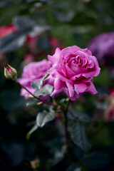 pink rose in the garden