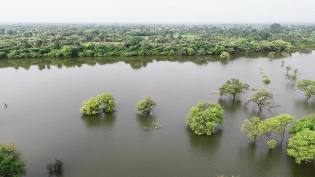 Aerial view of a village pond in Bholi, Bhilwara, Rajasthan during monsoon morning, surrounded by babool trees, lush greenery, and rural countryside landscape.