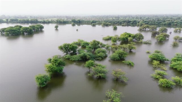 Aerial view of a village pond in Bholi, Bhilwara, Rajasthan during monsoon morning, surrounded by babool trees, lush greenery, and rural countryside landscape.