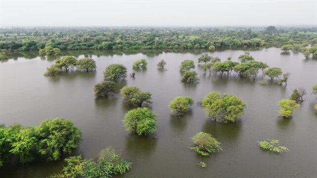 Aerial view of a village pond in Bholi, Bhilwara, Rajasthan during monsoon morning, surrounded by babool trees, lush greenery, and rural countryside landscape.