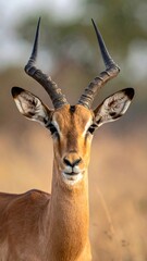 Fototapeta premium Antelope Portrait in African Savanna.