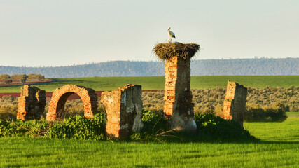 pair of white stork, Ciconia ciconia, on huge nest on part of picturesque ruin 301