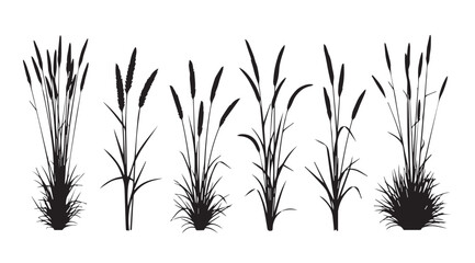 Collection of tall grass reeds and cattails in silhouette