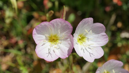 Obraz premium Blossoms of Spring: Various flowers