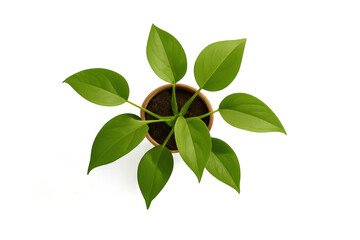 Obraz premium Lush green houseplant in a pot, top view, isolated on transparent background