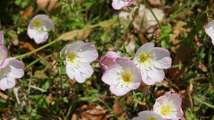 Blossoms of Spring: Various flowers