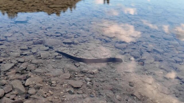 A black leech swimming and wriggling on a rocky pond bottom.
