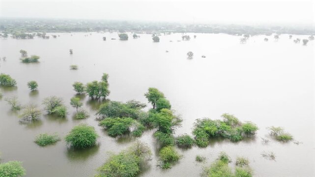 Aerial view of a village pond in Bholi, Bhilwara, Rajasthan during monsoon morning, surrounded by babool trees, lush greenery, and rural countryside landscape.
