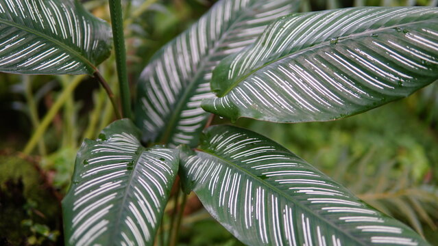 Blossoms of Spring: Various flowers - Powered by Adobe