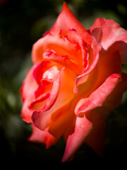 Vibrant orange and pink rose in sunlight with soft blurred background