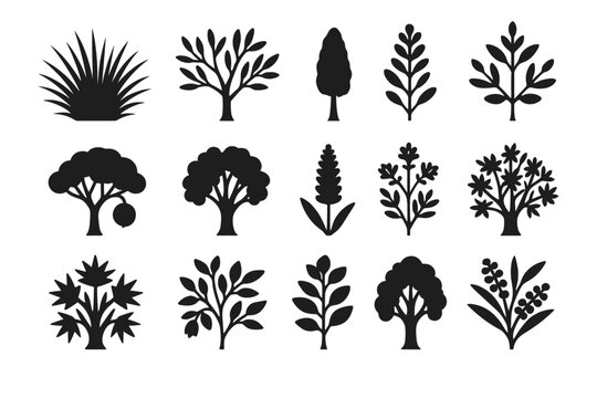 Kurrajong saltbush black icons tree flora desert icon wattle mulga vector acacia