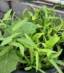 Fototapeta premium Close-up of Fresh Water Spinach Harvest