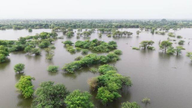 Aerial view of a village pond in Bholi, Bhilwara, Rajasthan during monsoon morning, surrounded by babool trees, lush greenery, and rural countryside landscape.