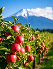 Obraz premium Lush apple orchard with mountain backdrop