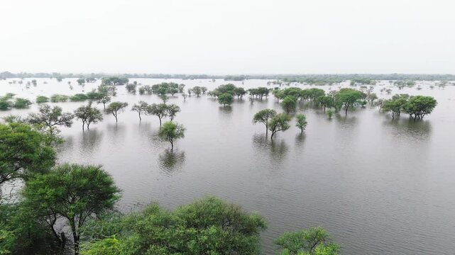 Aerial view of a village pond in Bholi, Bhilwara, Rajasthan during monsoon morning, surrounded by babool trees, lush greenery, and rural countryside landscape.