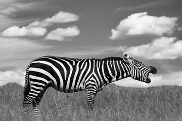 Black and White Portrait of a Zebra in the Wild
