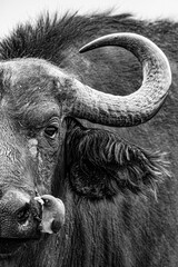 Close-Up Black and White Portrait of African Buffalo with Oxpecker