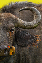 Close-Up of African Buffalo with Red-Billed Oxpecker on Its Face