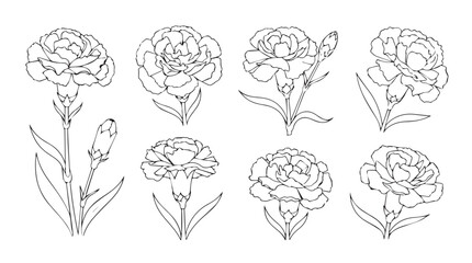 Botanical line art collection of carnation flowers in detailed sketch style silhouette