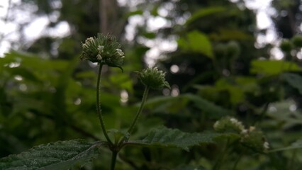 Flowers that haven't bloomed yet. Perfect for documentaries about tropical rainforests and World Wildlife Conservation Day on December 4th.
