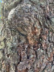 tree bark texture