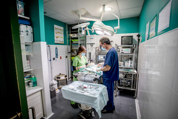 Two veterinary professionals conducting surgery on an animal under anesthesia, surrounded by sterile instruments and medical equipment in a modern clinic