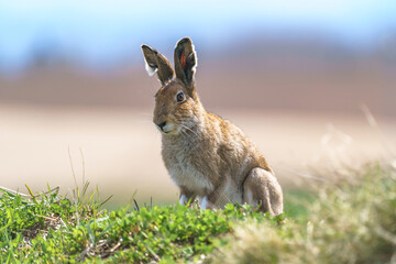 北海道・美瑛の丘に現れたエゾユキウサギ