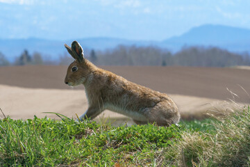 北海道・美瑛の丘に現れたエゾユキウサギ