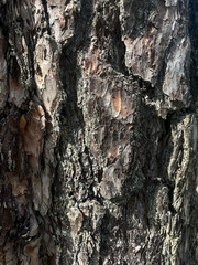 tree bark texture