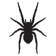 A Graphic Spider Illustration