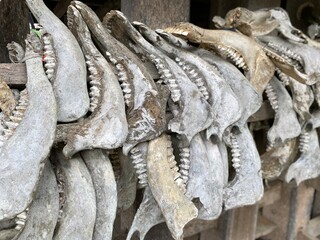 Dried buffalo jaw bones hanging on the wall of a wooden house, Tana Toraja, South Sulawesi, Indonesia