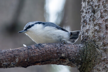Nuthatch is perching on a tree branch
